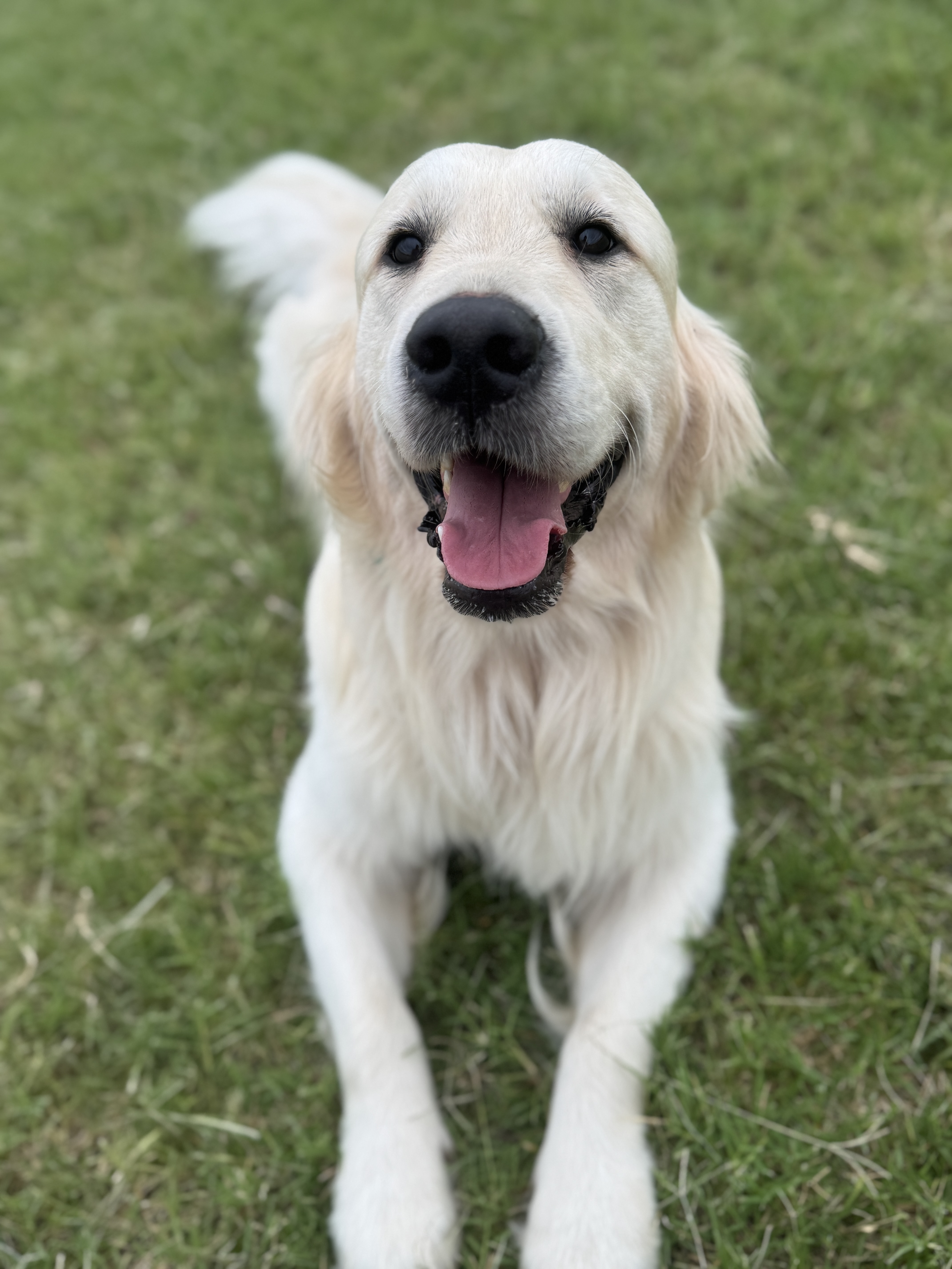 Dog training
