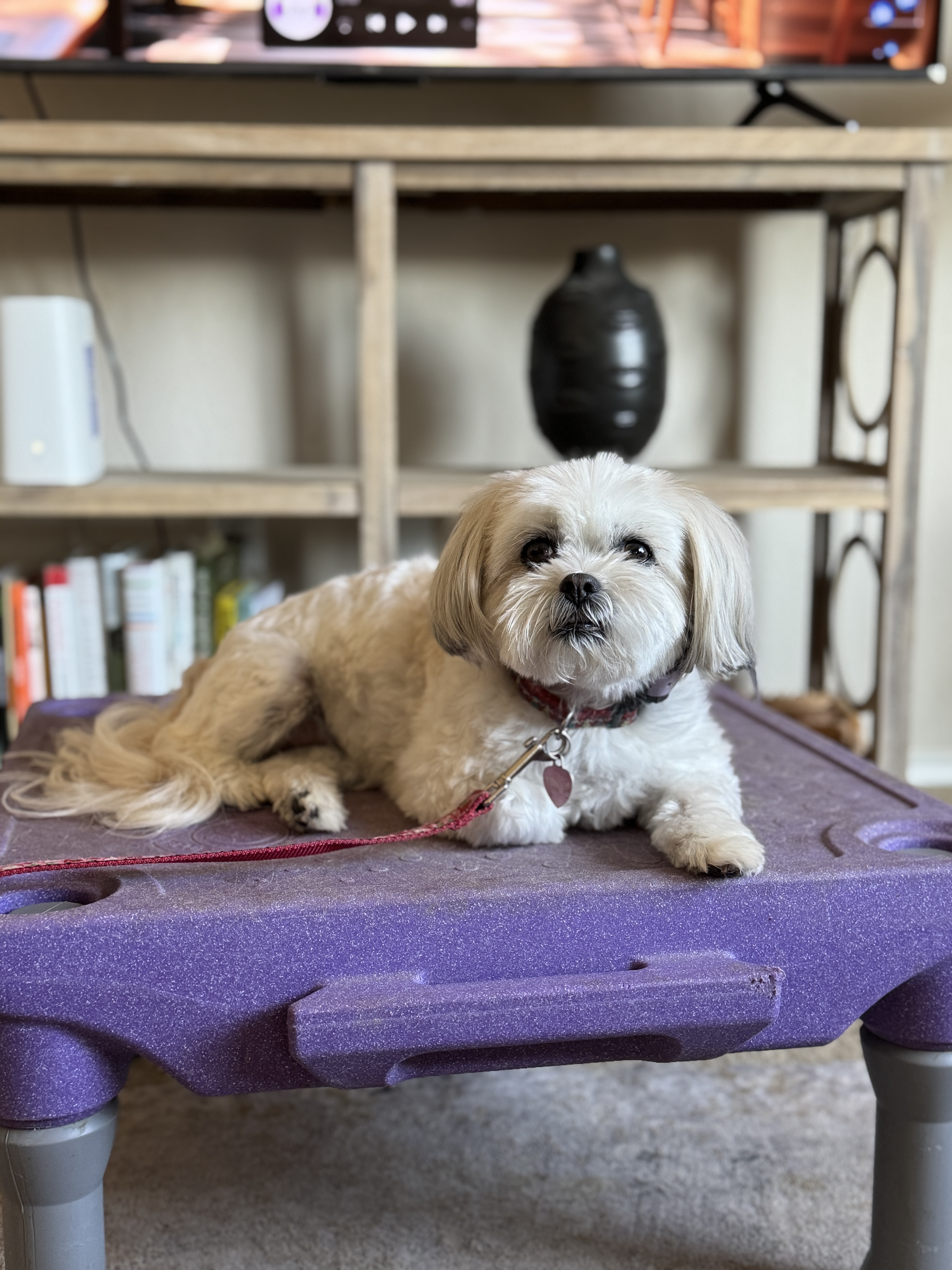 Dog training