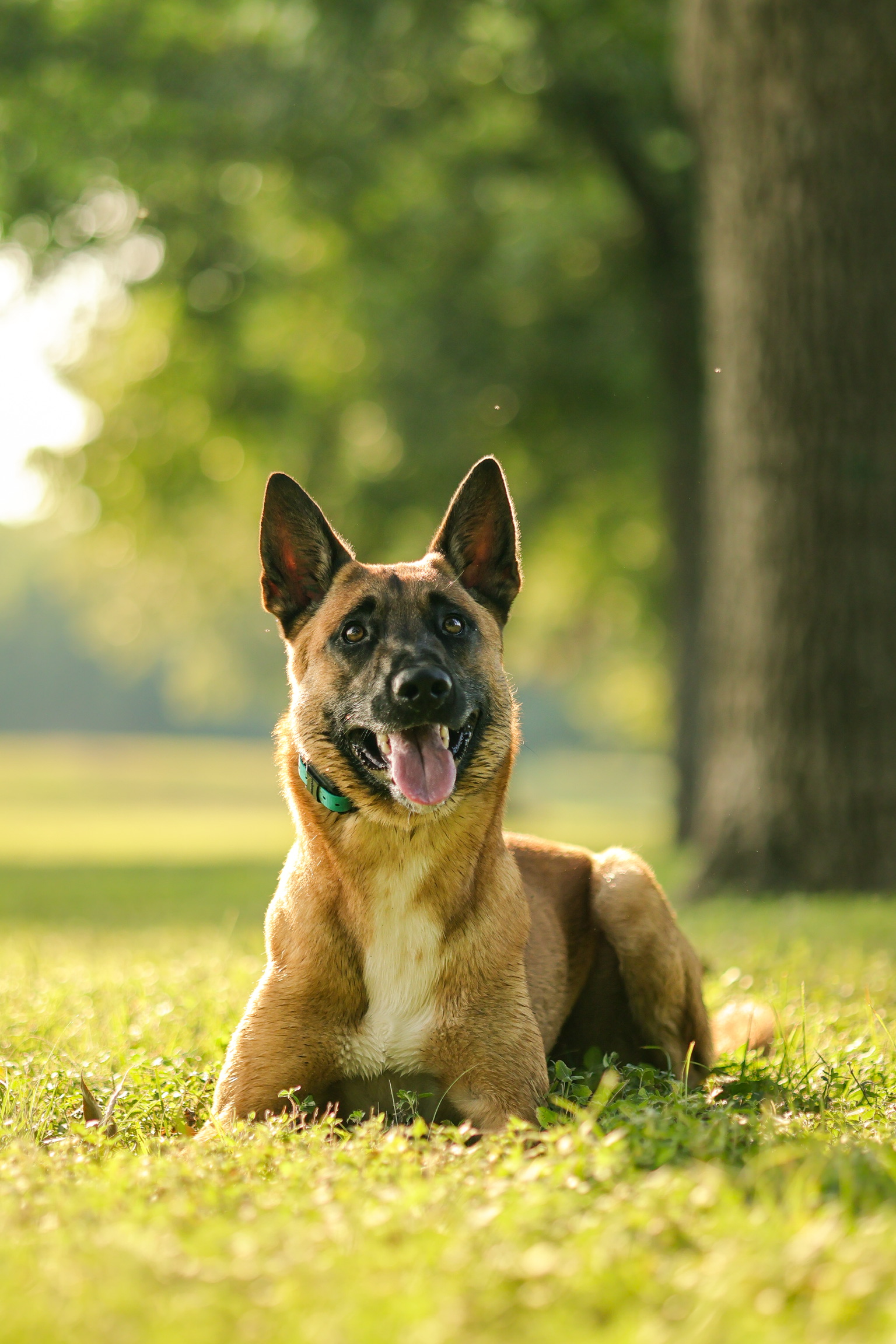 Dog training